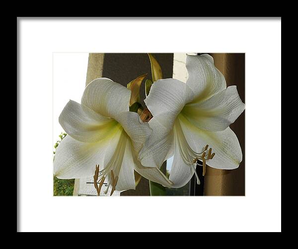 Flowers Framed Print featuring the photograph Amaryllis 1 by Ron Kandt