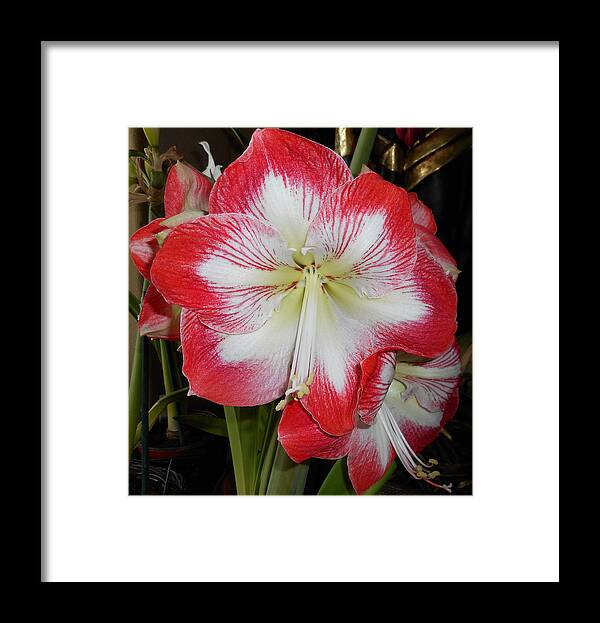 Flowers Framed Print featuring the photograph Amaryllis 5 by Ron Kandt