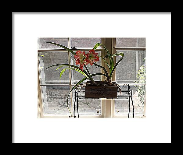 Photography Framed Print featuring the photograph Amaryllis and Window by Nancy Kane Chapman