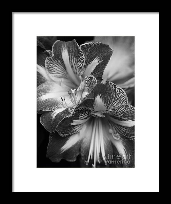 Flora Framed Print featuring the photograph Amaryllis in Black and White by Cindy Manero