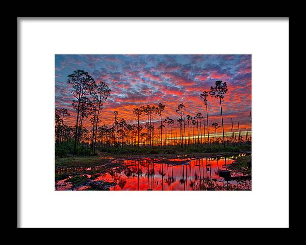 Pines Framed Print featuring the photograph Amazing Forest by Joey Waves