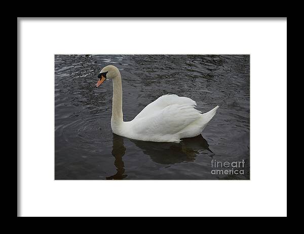 Swan Framed Print featuring the photograph Amazing Swimming White Swan with Water Dripping by DejaVu Designs