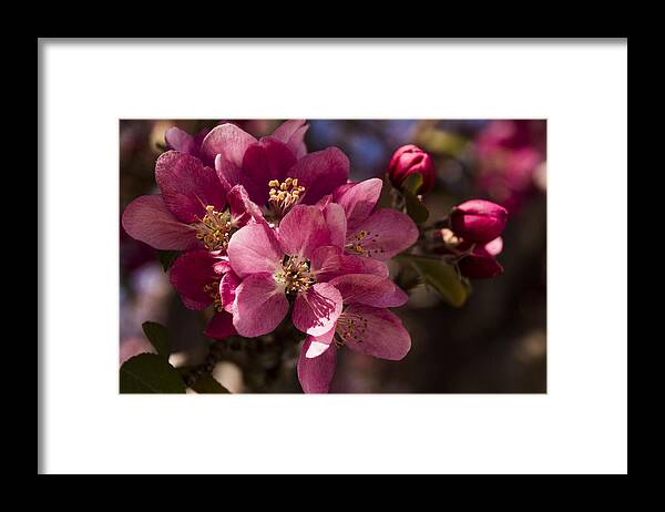 Blossoms Framed Print featuring the photograph Amazingly Pink by Laura Pratt
