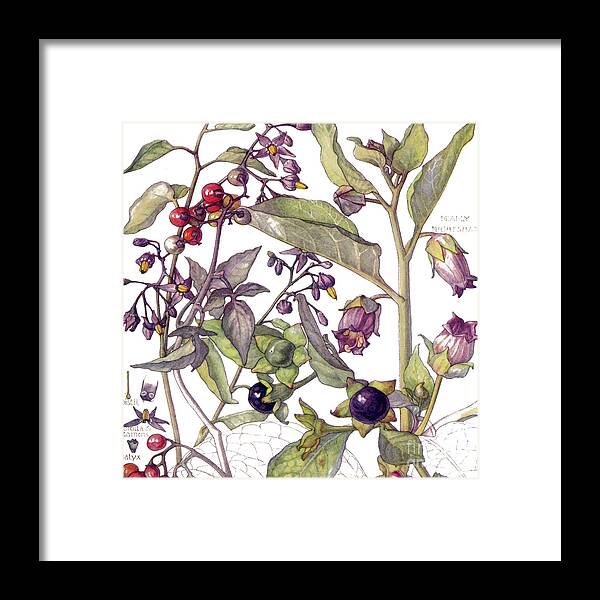 Flowers Framed Print featuring the painting Ambrosia IX by Mindy Sommers