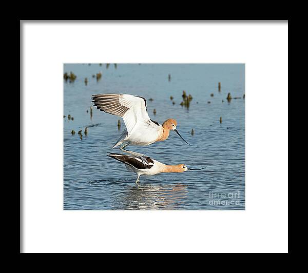 Bird Framed Print featuring the photograph American Avocets by Dennis Hammer