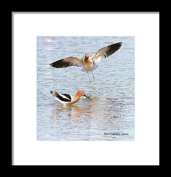 American Avocets Framed Print featuring the photograph American Avocets by Tom Janca