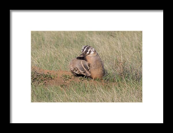 Badger Framed Print featuring the photograph American Badger Cub Climbs On Its Mother by Tony Hake