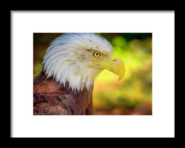 Eagle Framed Print featuring the photograph American Bald Eagle Colors by LeeAnn McLaneGoetz McLaneGoetzStudioLLCcom