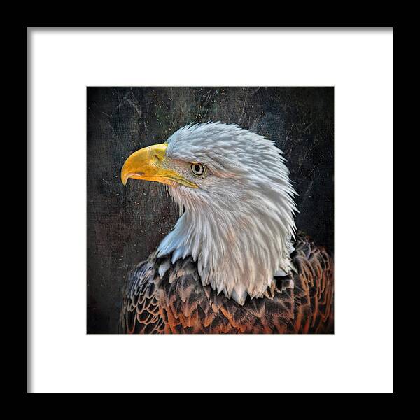 American Framed Print featuring the photograph American Bald Eagle by Savannah Gibbs