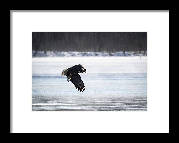 American Bald Eagle Framed Print featuring the photograph American Bald Eagle With A Fish 2016-1 by Thomas Young