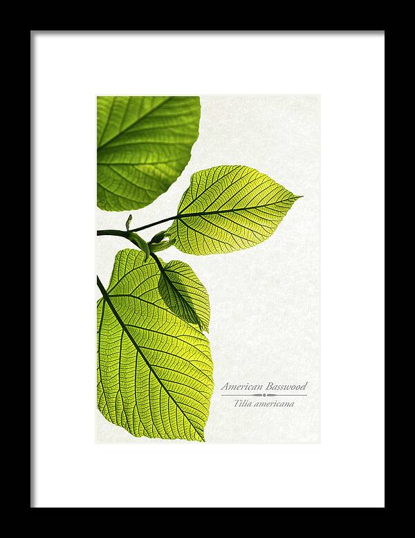 Leaves Framed Print featuring the mixed media American Basswood by Christina Rollo