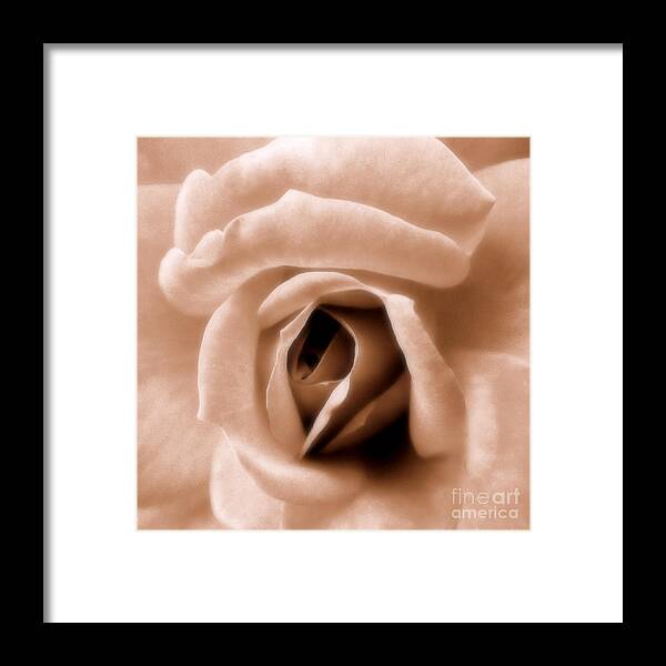 Rose Framed Print featuring the photograph American Beauty by A K Dayton