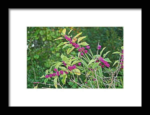 Berry Framed Print featuring the photograph American Beauty-berry by Terri Mills