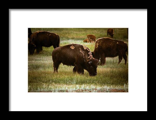 American West Framed Print featuring the photograph American Bison Grazing by Chris Bordeleau