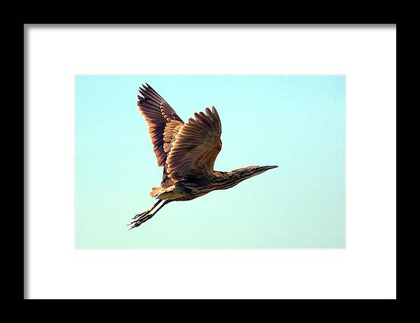 American Bittern Framed Print featuring the photograph American Bittern by Randall Ingalls