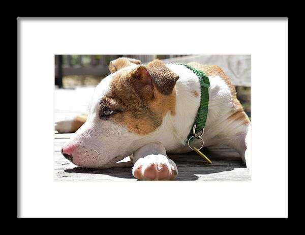 Catahoula Leopard Framed Print featuring the photograph American Breed Puppy by Justin Mountain