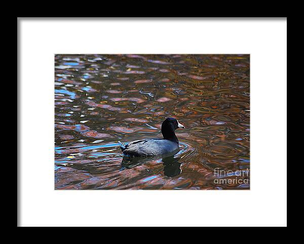 American Framed Print featuring the photograph American Coot 20131101_170 by Tina Hopkins