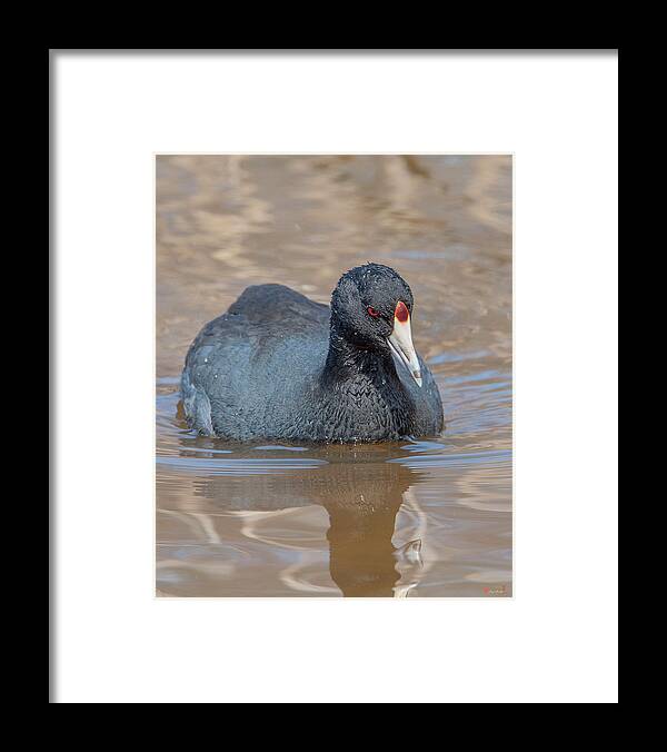 Nature Framed Print featuring the photograph American Coot DMSB0140 by Gerry Gantt