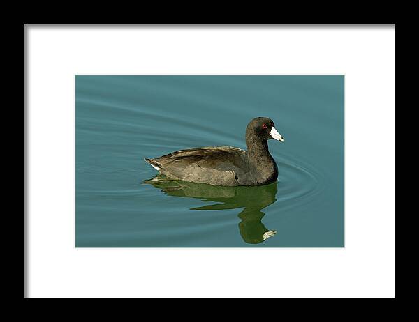 Coot Framed Print featuring the photograph American Coot by Paul Rebmann