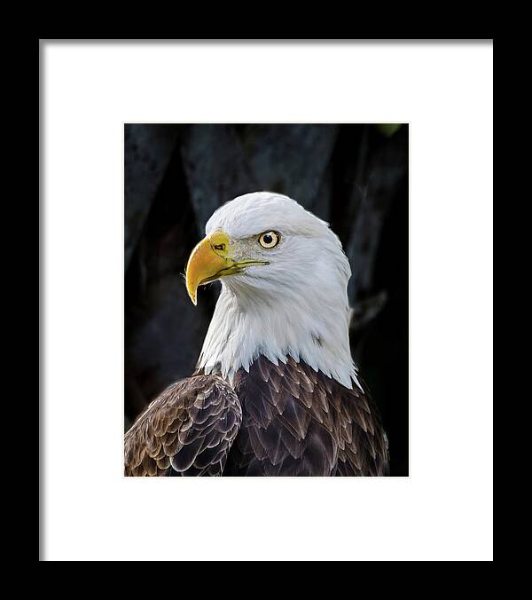American Eagle Framed Print featuring the photograph American Eagle by Jaime Mercado