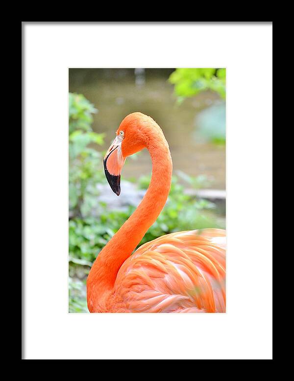 American Flamingo Framed Print featuring the photograph American Flamingo by Kim Bemis