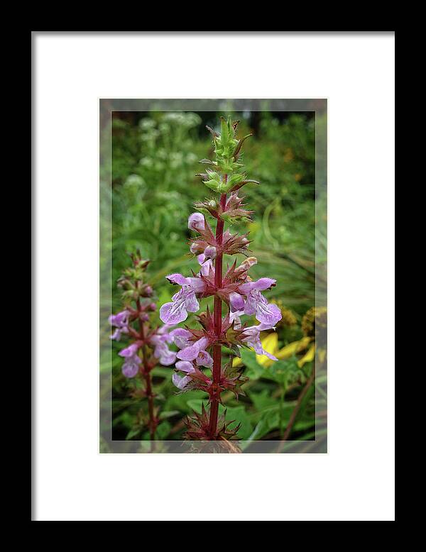 Flower Framed Print featuring the photograph American Germander by Scott Kingery