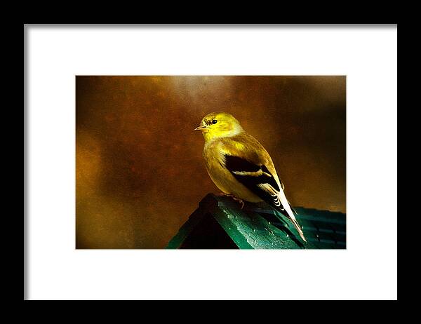 Finch Framed Print featuring the photograph American Gold Finch in Texture by Lana Trussell