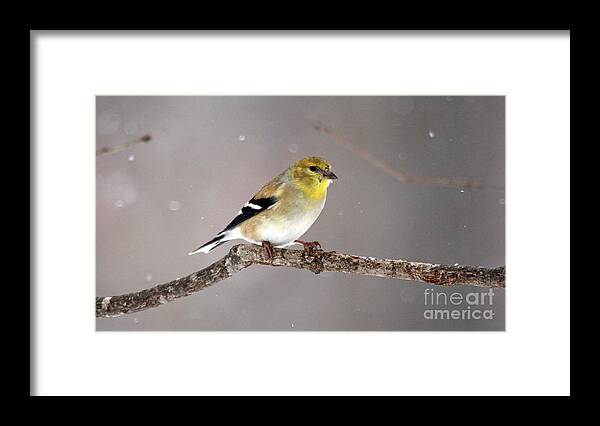 Birds Framed Print featuring the photograph American Goldfinch 5 by Jamie Smith