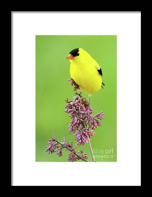American Goldfinch Framed Print featuring the photograph American Goldfinch Atop Purple Flowers by Max Allen