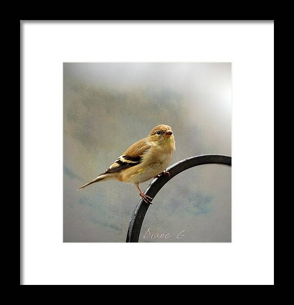 American Goldfinch Framed Print featuring the photograph American Goldfinch by Diane Giurco