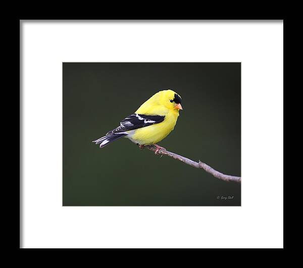 Nature Framed Print featuring the photograph American Goldfinch by Gerry Sibell