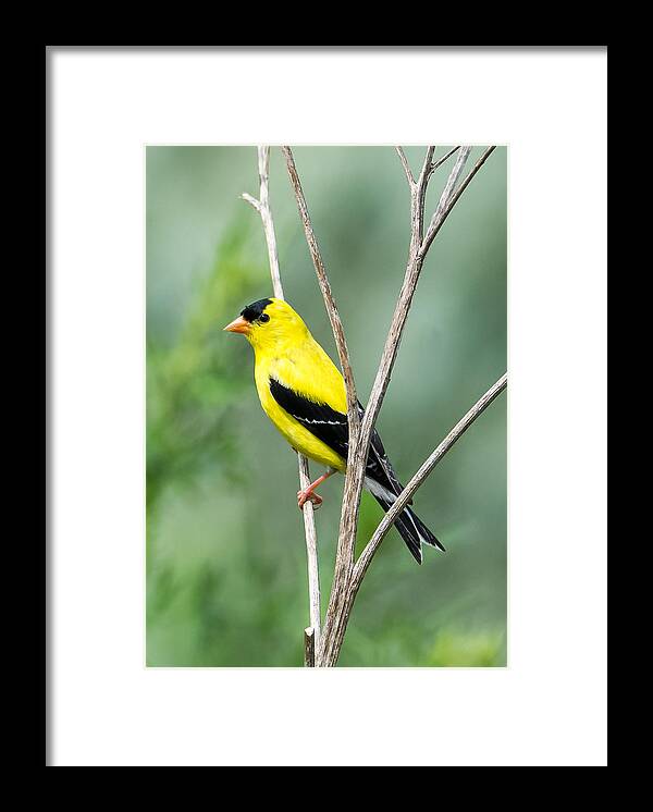 American Goldfinch Framed Print featuring the photograph American Goldfinch  by Holden The Moment