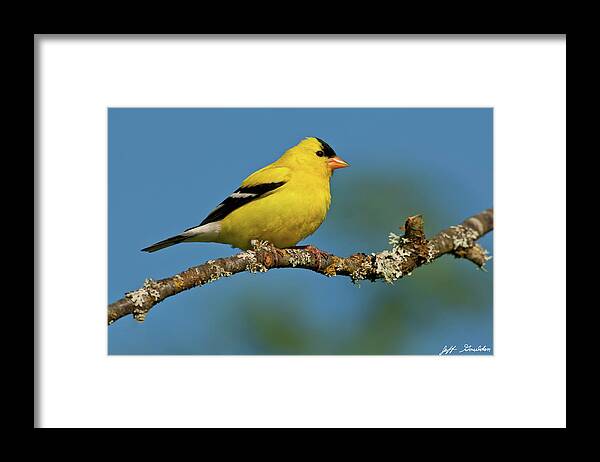 American Goldfinch Framed Print featuring the photograph American Goldfinch Perched in a Tree by Jeff Goulden