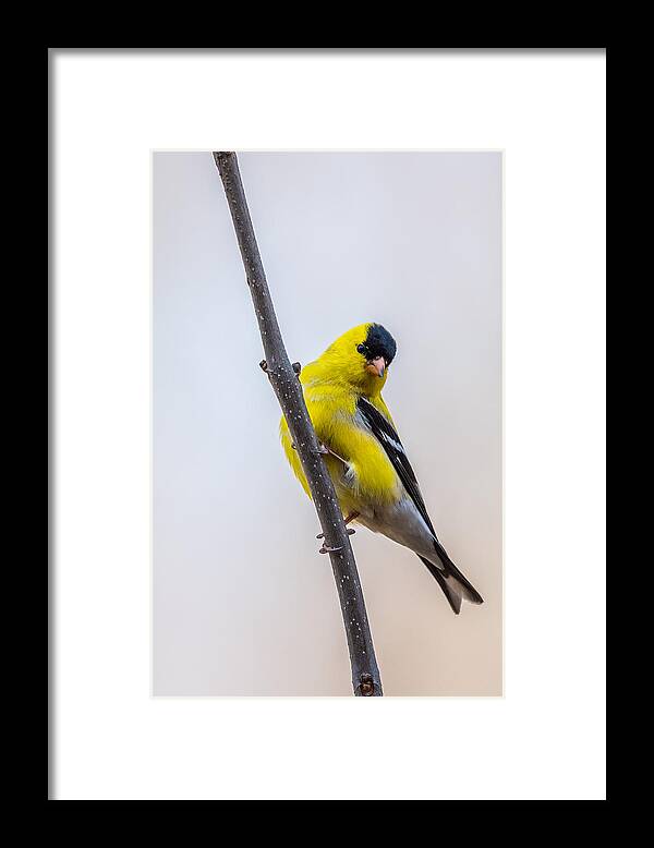 Male Framed Print featuring the photograph American Goldfinch Vertical by Paul Freidlund