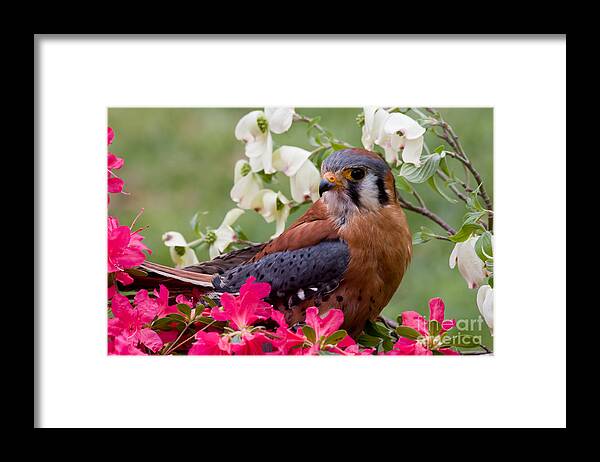 American Framed Print featuring the photograph American Kestrel in the Springtime by Jill Lang