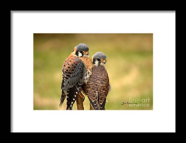 Photography Framed Print featuring the photograph American Kestrel Siblings by Jale Fancey