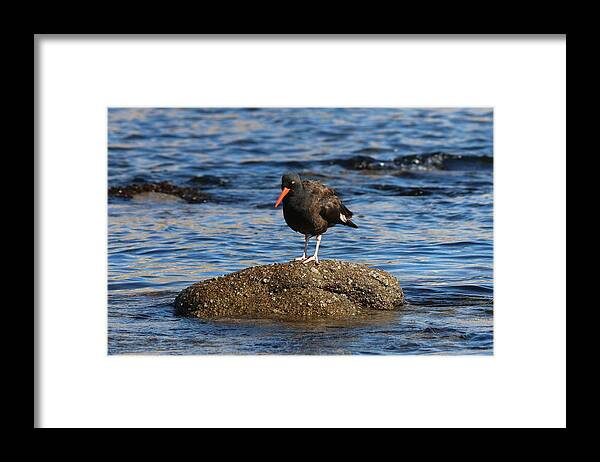 American Framed Print featuring the photograph American Oystercatcher - 2 by Christy Pooschke