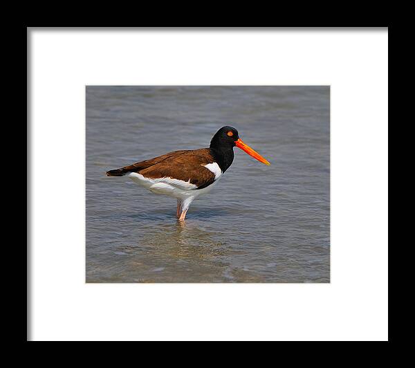 American Oystercatcher Framed Print featuring the photograph American Oystercatcher by Tony Beck