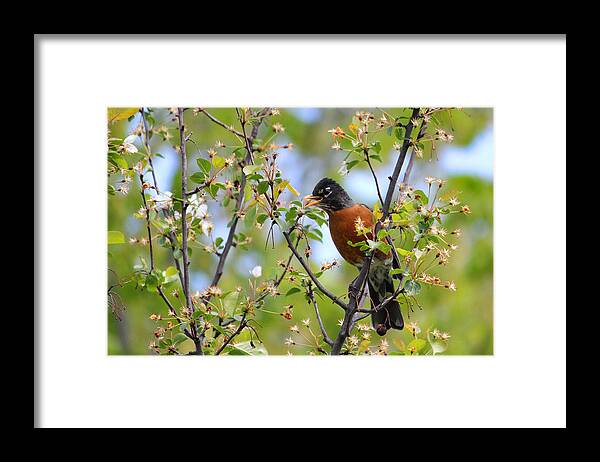 American Robin Framed Print featuring the photograph American Robin by Brook Burling