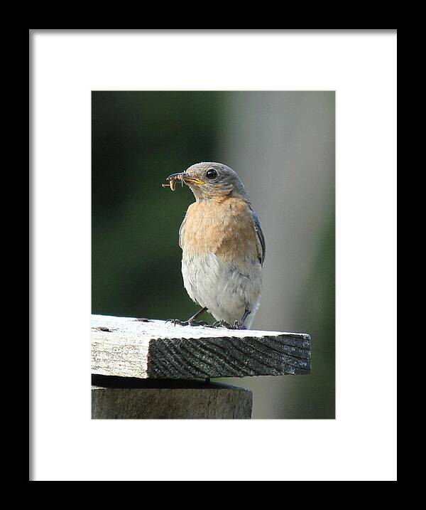 Robin Framed Print featuring the photograph American Robin by Charles and Melisa Morrison