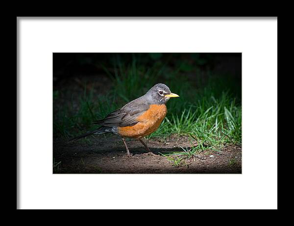 American Robin Photograph In Springtime Framed Print featuring the photograph American Robin by Kenneth Cole
