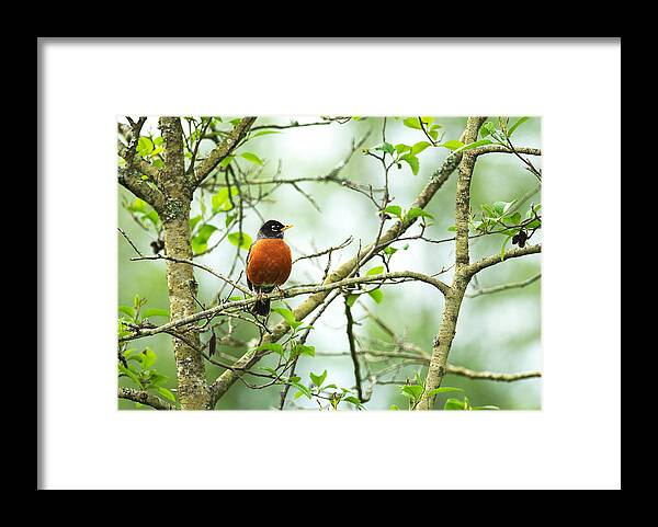 American Robin Framed Print featuring the photograph American Robin on Tree Branch by Sharon Talson