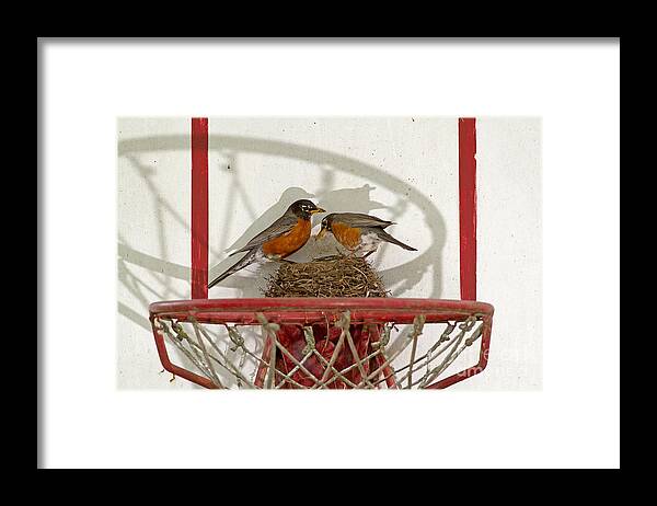 Robin Framed Print featuring the photograph American Robin Pair At Nest by Kenneth M. Highfill