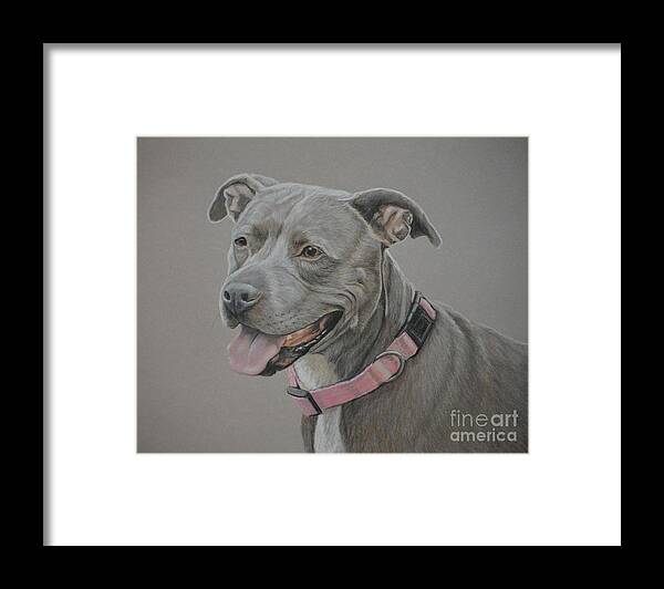 Dog Art Framed Print featuring the drawing American Staffordshire Terrier by Charlotte Yealey