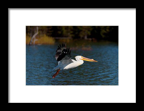American Framed Print featuring the photograph American White Pelican by Andrew Kumler