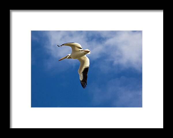 Bird Framed Print featuring the photograph American White Pelican in Flight by Marilyn Hunt