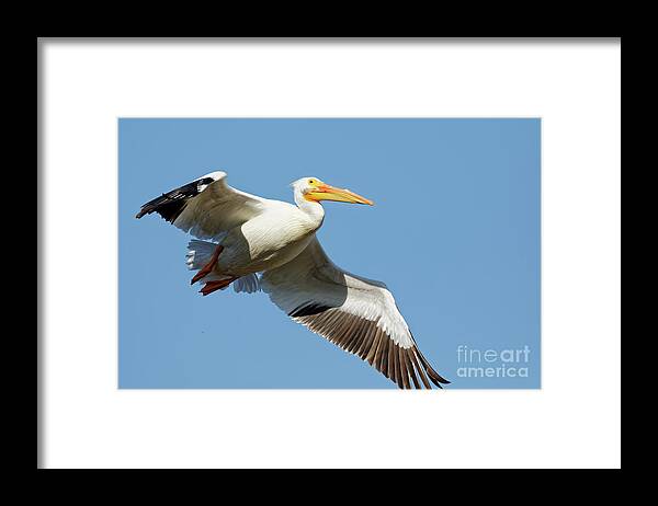 Pelican Framed Print featuring the photograph American White Pelican in Flight by Natural Focal Point Photography