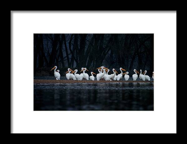 Nature Framed Print featuring the photograph American White Pelican by Jane Melgaard