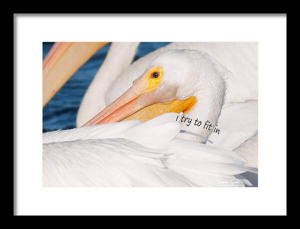  Framed Print featuring the photograph American White Pelican says I try to Fit In by Sherry Clark