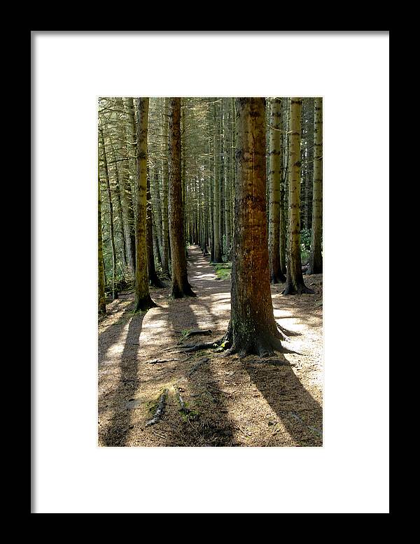 Beecraigs Framed Print featuring the photograph Among forest trunks by Elena Perelman